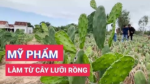 Hái ra tiền nhờ trồng cây lưỡi rồng làm mỹ phẩm