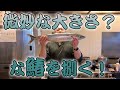 【捌く！】サゴシ？サワラ？微妙サイズの鰆を捌く！