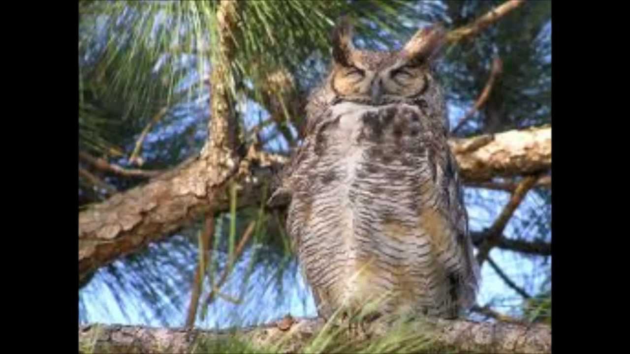Scarica Gratis Images Mais Ou L Hibou Niche Youtube dernière par