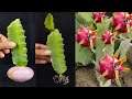 Today I will do an experiment on how to create Dragon fruits roots in an easy way