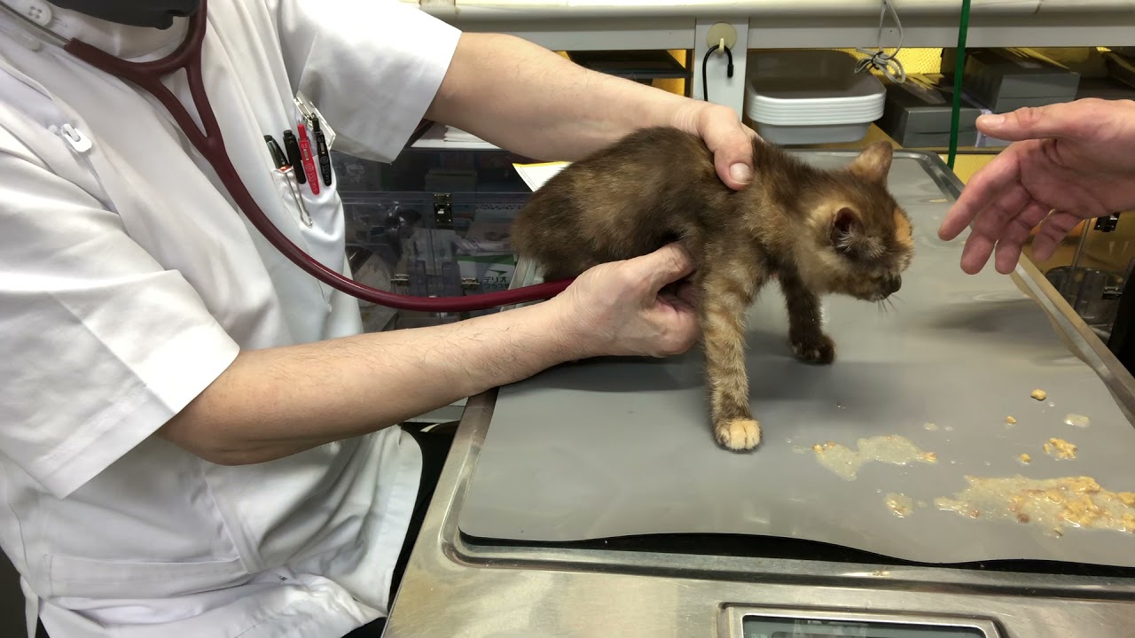 ①食欲元気低下、下痢この2日間便なし、猫風邪、3ヵ月齢、日本猫のレモちゃんの診察、体重644g、口腔粘膜白っぽいピンク色、栄養状態不良、治療、点眼点鼻、点耳他