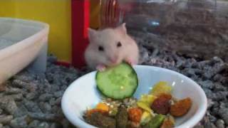 Baby hamster eating cucumber