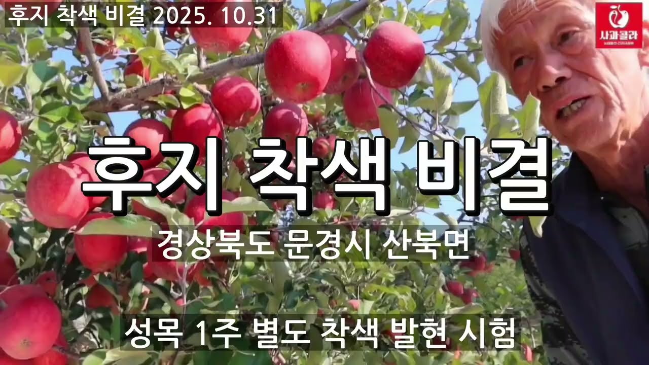 [Выращивание яблок] 2025 Fuji Coloring Secrets (Раскраска, часть 5) / Сад Хо Ёнмока, Санбукмён, М...