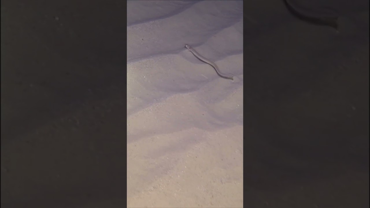 Bandtooth Conger - Ariosoma Balearicum - קונגר בלארי