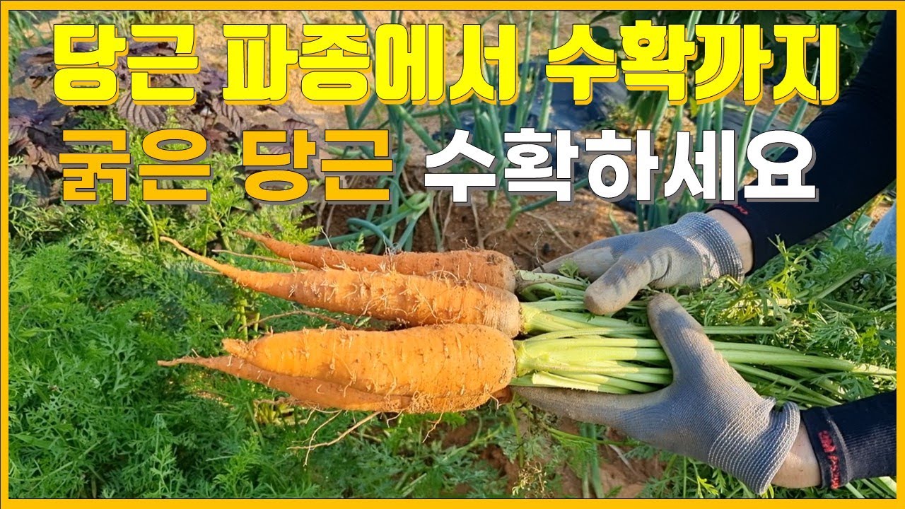 당근 파종부터 수확하는 과정/ 당근키우기/당근보관법 - YouTube