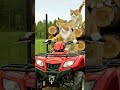 Watermark Remover Remove Text Manual Cat With A Chainsaw !