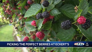 Blackberries in bloom: It’s peak picking season at Eckert’s Orchard in Kentucky