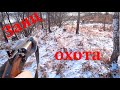 Охота на зайца. Трофей, тянет на рекорд !!!