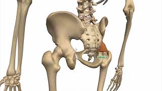 location of sacrotuberous and sacrospinous ligaments Where Is The Greater Sciatic Notch Located