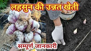 लहसुन की खेती कैसे करें,lahsun ki kheti kaise kre / लहसुन की उन्नत खेती कैसे करें / lahsun ki kheti