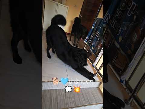 ⁉️🐕🦺🐕🦺น่ารักฉุดๆ💥🎶🐶#fypシ #doggybestfriend