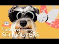 Cutest schnauzers puppies, the funniest pet animal! Compilation dogs vines, 2020