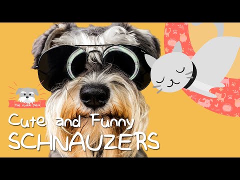 Video: Gigant Schnauzer It Zoti Hipoallergen, Sog'liq Va Umr Ko'rish Muddati