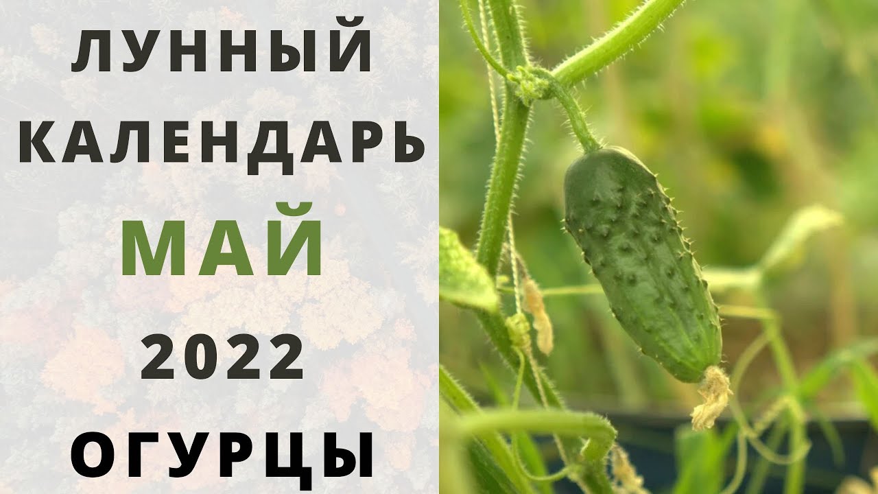 Сеем огурцы на рассаду в апреле. Посадка огурцов в апреле. Лунный календарь для огурцов. Когда лучше сеять огурцы. Посев огурцов на рассаду в апреле 2023.