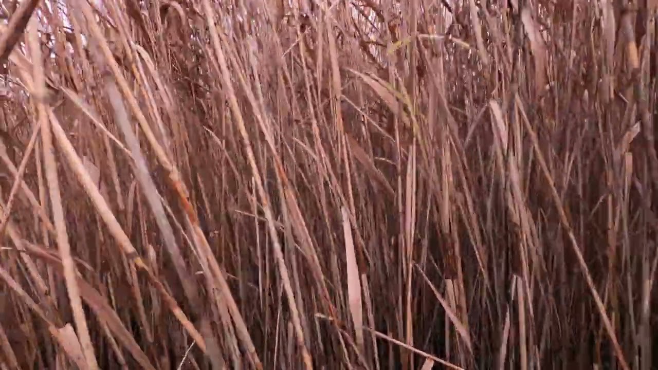 ПОДКРАЛСЯ К СТАЕ. НАШЛИ ТАЙНЫЙ ГОРОД. ОХОТА НА УТКУ В НОЯБРЕ