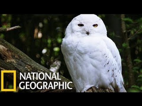 Wild Russia - The Secret Forest National Geographic