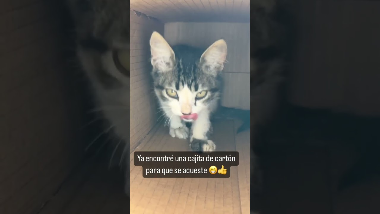 SOARINNG RESCATA A UNA GATITA DE LA CALLE 