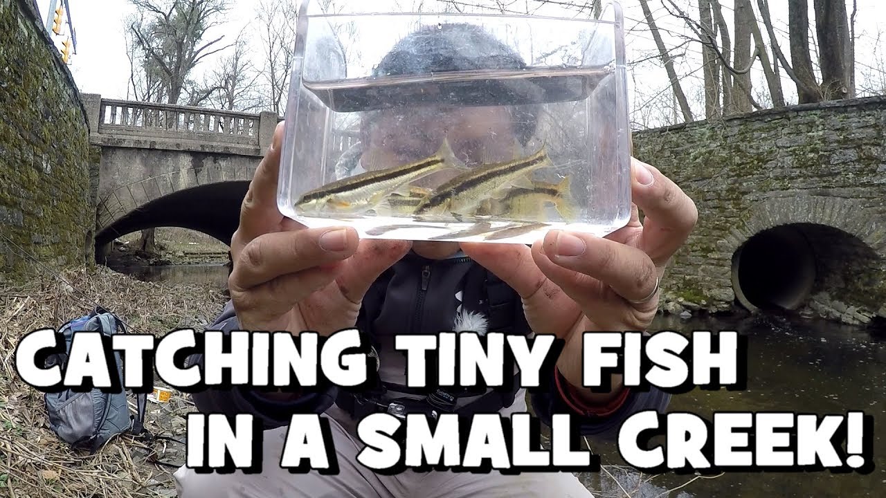 Catching TINY FISH in a SMALL CREEK!!! The Search for the Waterfall Fish  begins! (Jenkintown, PA) 