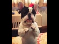 How This French Bulldog Begs For His Toy Is The Cutest Thing You’ll Ever See