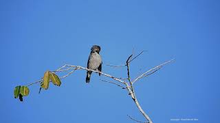 White Faced Starling