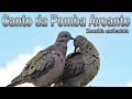 Canto da pomba Avoante (Zenaida auriculata ) gravado ao vivo em HQ para os amantes da espécie!!!!!!