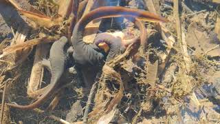 The Struggle For Ual Success In The Rough-Skinned Newt