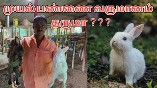 முயல் வளர்ப்பு|முயல் பண்ணை|Everything you need to know about RABBIT RAISING|Rabbit Farming Methods