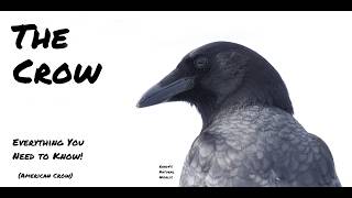The American Crow: A Very Intelligent Bird
