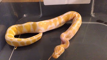 Albino ball python swallowing mouse