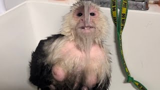 Monkey gets bath for New Year’s Eve!