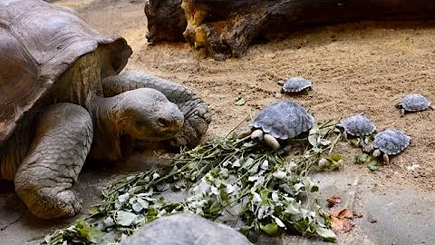 80-year-old tortoise hatches nine babies - DayDayNews