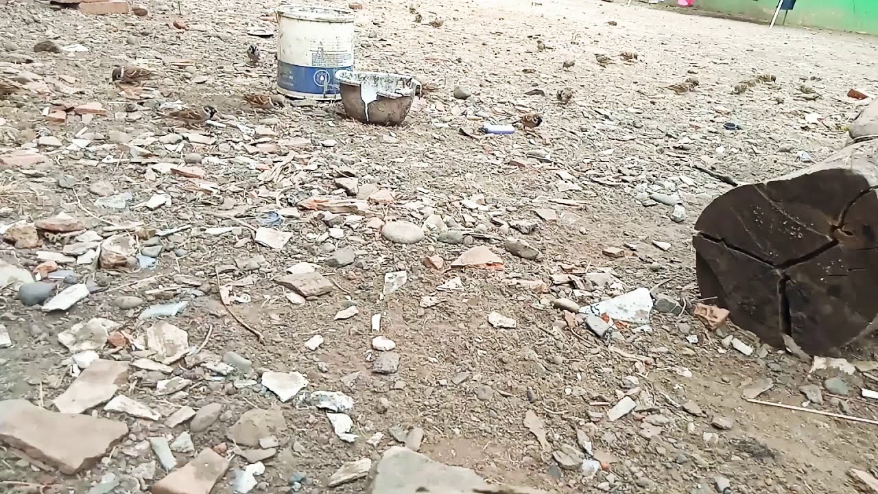 Burung pipit sedang minum YouTube Burung pipit sedang minum YouTube