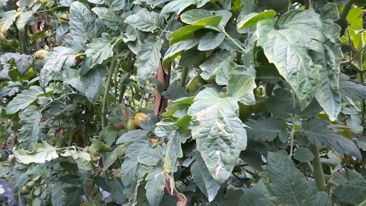 TRỒNG CÀ CHUA_Tập 73:Tầm quan trọng của Vôi đối với cây cà chua