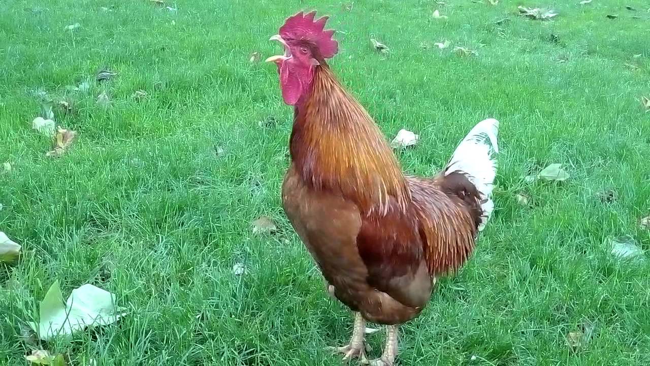 Rooster crowing in the early morning - Rooster wake up call in the morning.