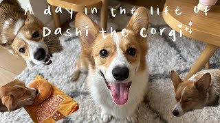 A Day in the life of Dashi the Corgi♥ | Office and Nap Edition by Suki 2,488 views 1 year ago 2 minutes, 19 seconds