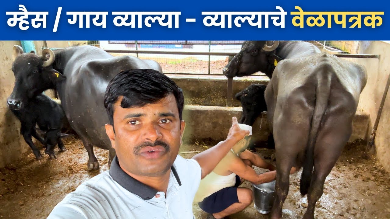 म्हैस / गाय व्याल्या - व्याल्याचे वेळापत्रक