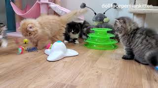 Cute Persian kitten LOVES The Flutter Bug Cat Toy - Guaranteed to make you smile!