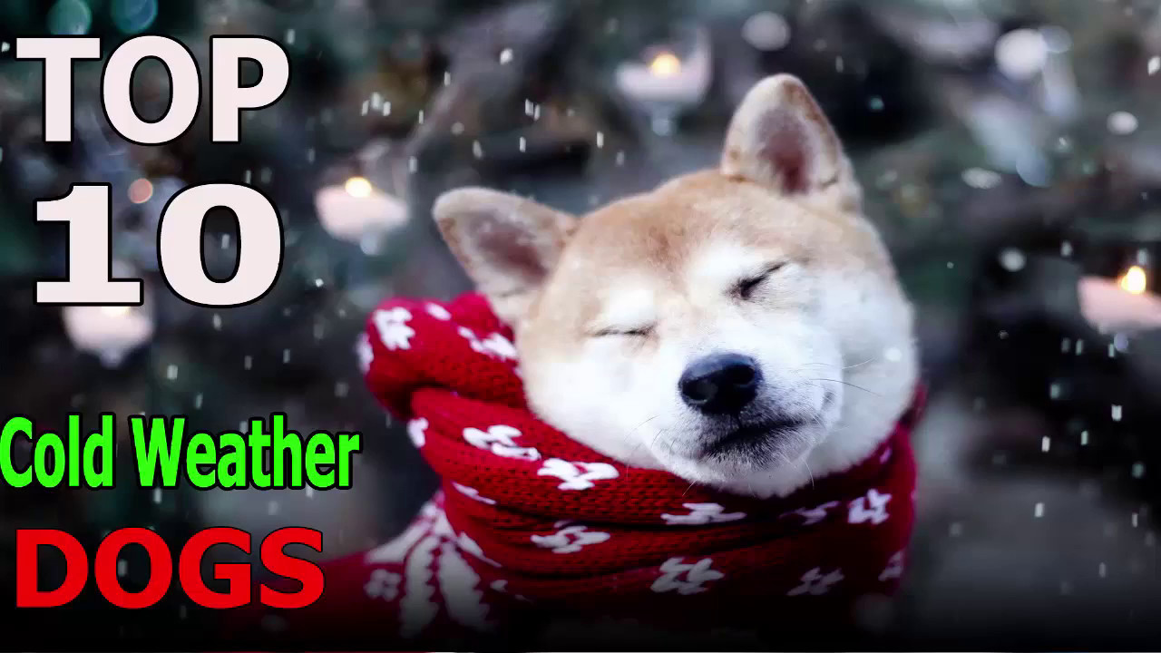 Top 10 cold weather dog breeds | Top 10 animals