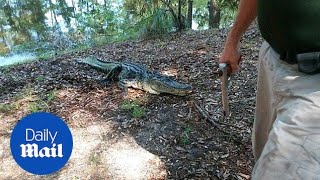 911 call made by golfer to report deadly alligator attack