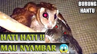 ANTISIVASI MELIHAT BURUNG HANTU DI MALAM HARI 🦉