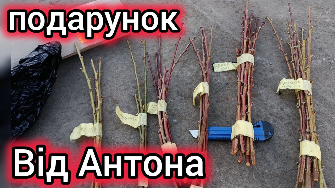 9.03.26. Подарунок з Вінниці від Тохи .