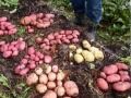 Выращивание картофеля в соломе/Growing potatoes in straw/Patatas bajo la paja