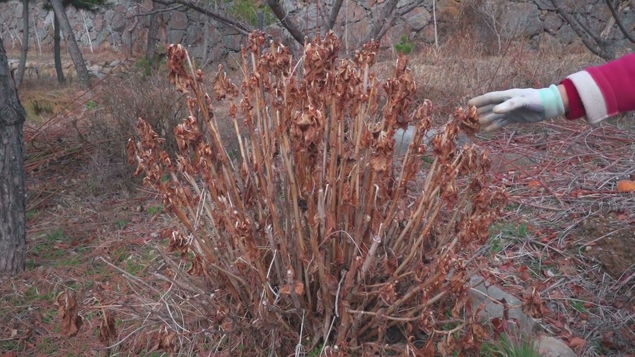 수국 튼튼하고 꽃을 많이 피우기 위해서는 꼭 봄에 이렇게 해주세요 🙏