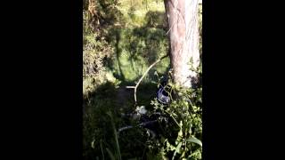 Gas gas talando arbol jaja