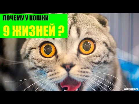 Почему у кошки 9 жизней?