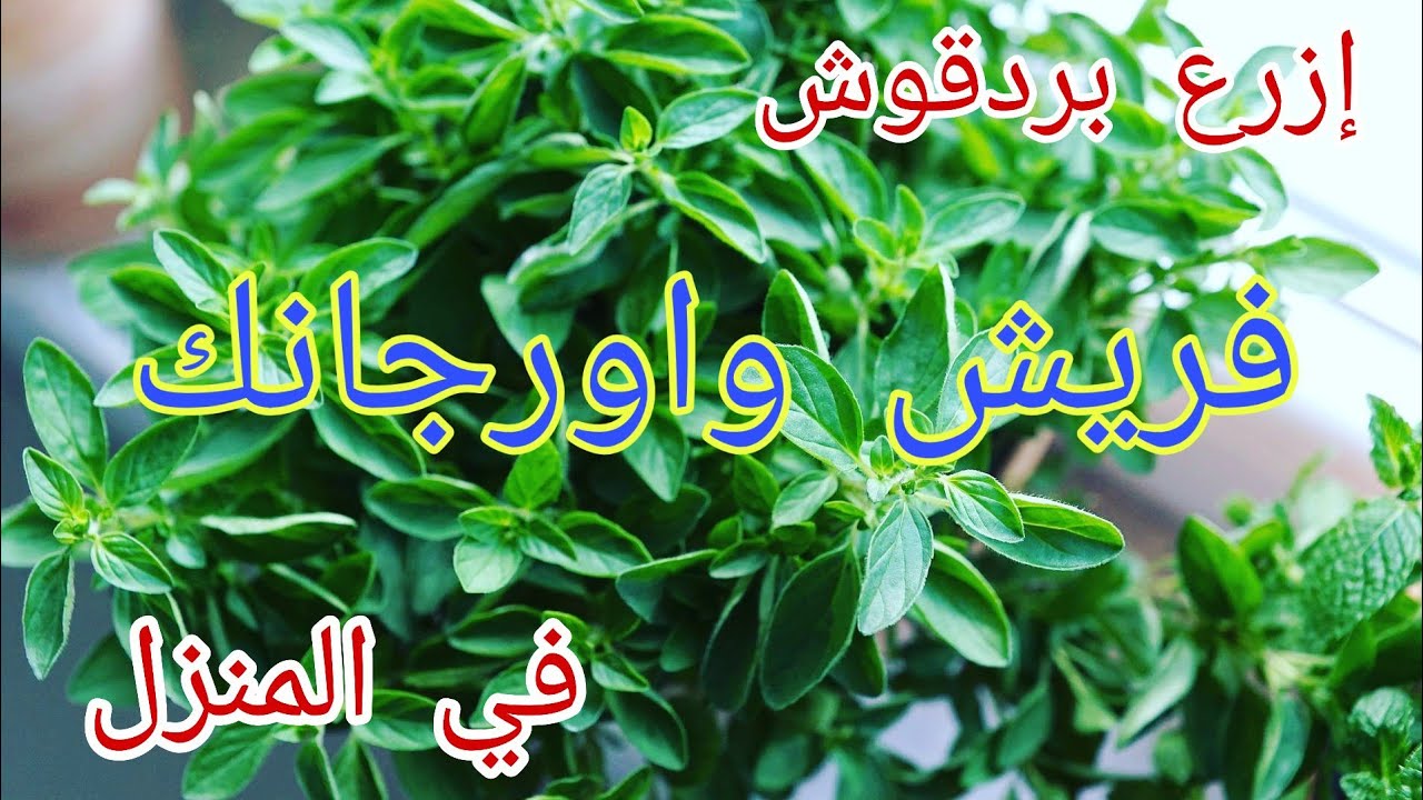 كيفية زراعة البردقوش من الالف للياء في المنزل how to plant marjoram at home