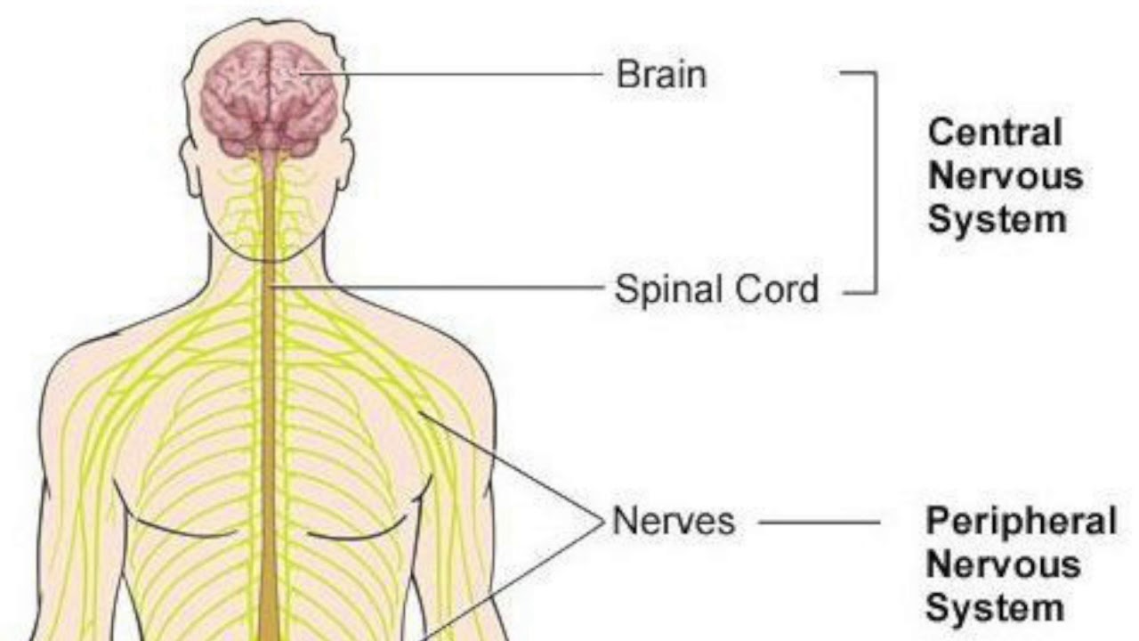 Nervous system brain. Нервная система. Нервная система на английском языке. Нервная система человека на английском. Nervous System картинки.