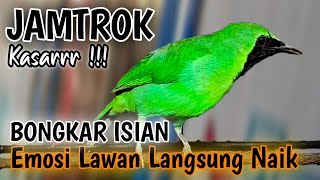 Download lagu Cucak ijo gacor panjang Cuit Cuit EMOSI, Pancingan cucak ijo Belajar Bunyi, terapi AMPUH