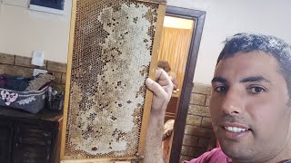طريقة جمع عسل النحل2
