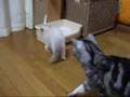 ラグドールの子猫がやって来た!A kitten of Rag Doll came over